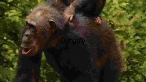 Chimpanzee in Natural Habitat