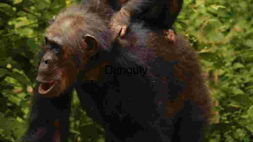 Chimpanzee in Natural Habitat