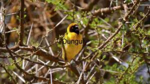 Vibrant Weaver Bird Amidst Thorns