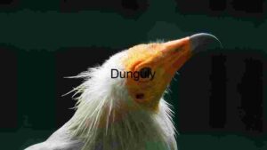 Majestic Avian Portrait