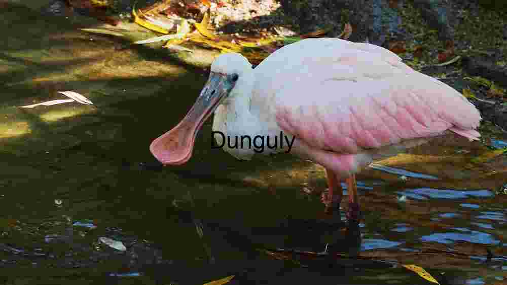 Elegant Roseate Spoonbill in Natural Habitat