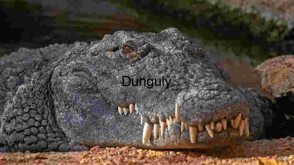 Majestic Predator at Rest