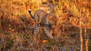 Stealth in the Savannah