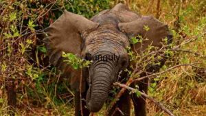 Majestic African Elephant in Natural Habitat