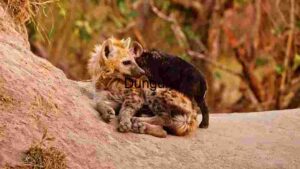 Serenity in the Wild - African Dog