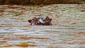 Submerged Serenity: A Hippopotamus in Repose