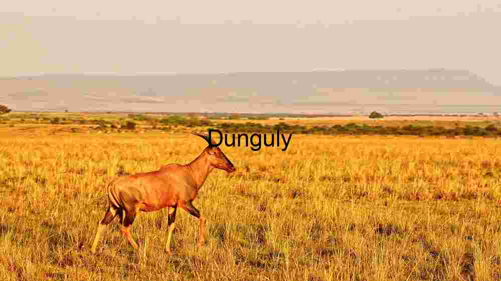 Savannah Solitude: A Topi’s Tranquil Terrain