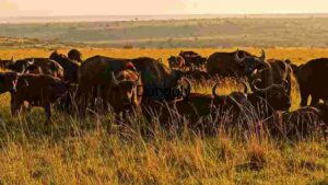Sunset Grazing: A Herd of African Buffaloes