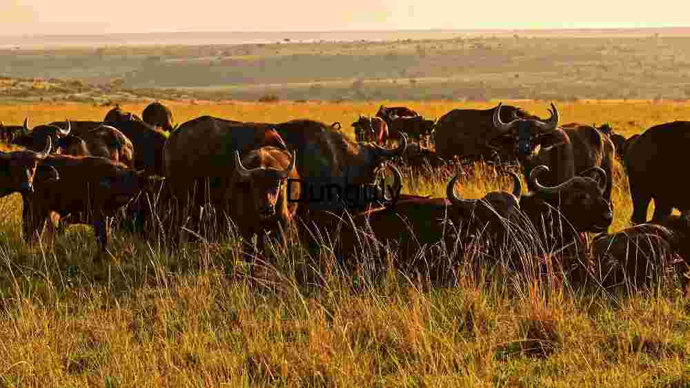 Sunset Grazing: A Herd of African Buffaloes