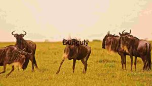 Serengeti Wanderers: A Glimpse of Wildebeest in the Wild