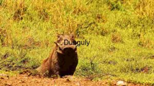 Serengeti Solitude: A Warthog’s Moment