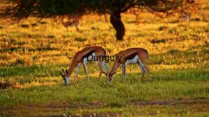 Serene Savannah Grazing