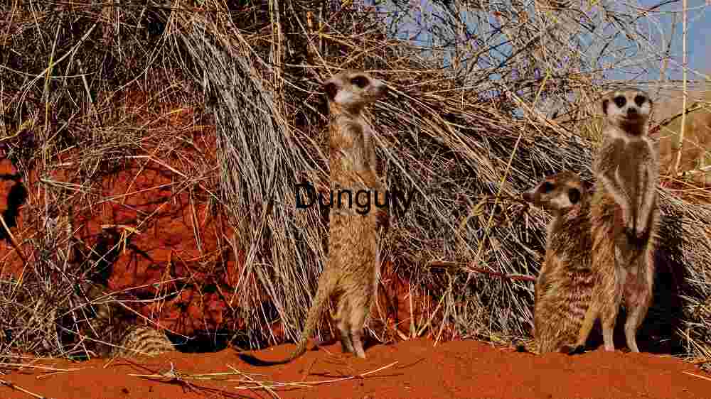 Alert Meerkats in Their Natural Habitat