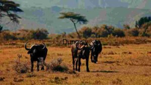 Savanna Sojourn: A Glimpse of African Wildlife