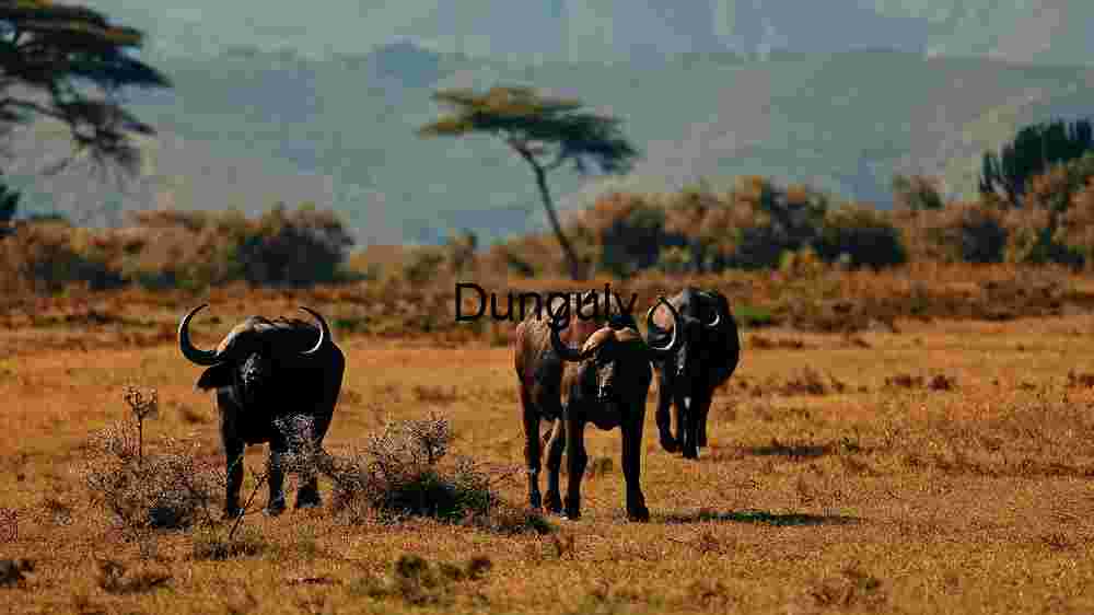 Savanna Sojourn: A Glimpse of African Wildlife