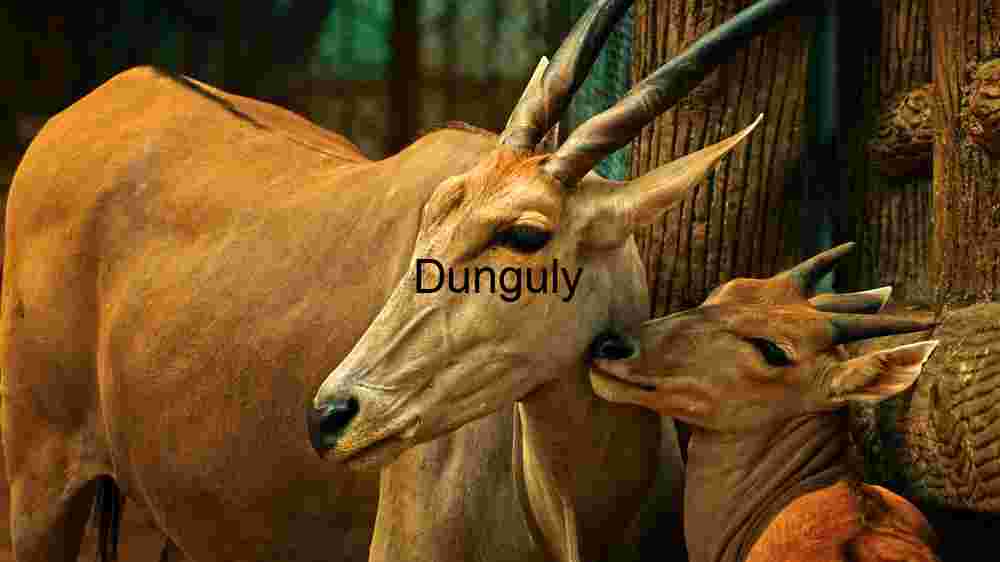 Serene Bonding - A Glimpse into Antelope Affection