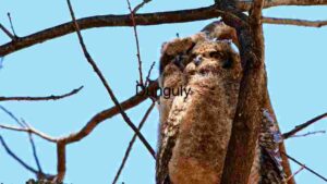 Curious Owlet Perched in Daylight