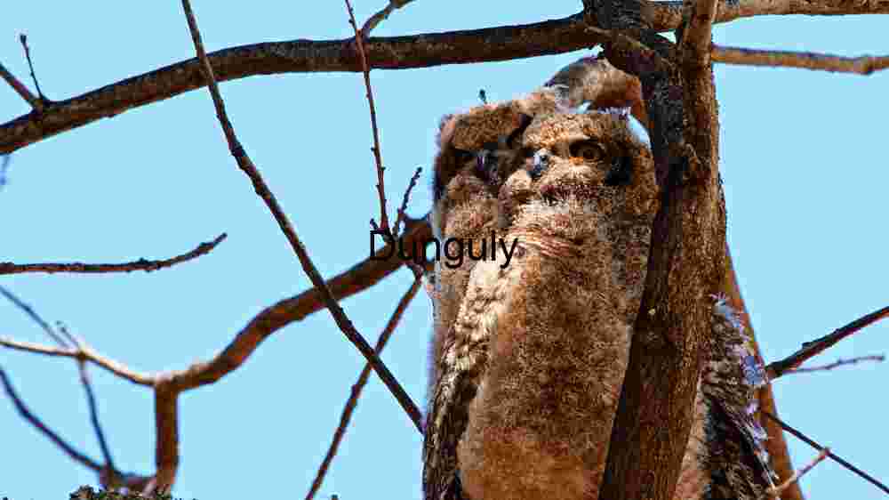 Curious Owlet Perched in Daylight