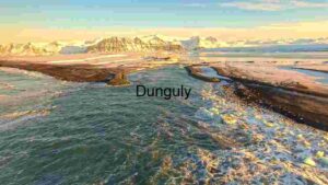 Lush Greenery in a Park