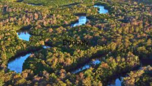 Aerial View of Serpentine River in Dense Forest