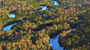 Serpentine River through Lush Forest