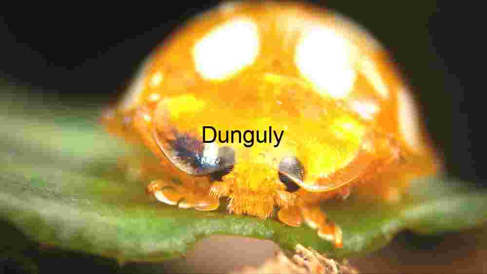 Luminous Beetle on a Leaf