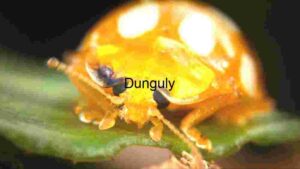Macro Photography of a Golden Ladybug on a Leaf