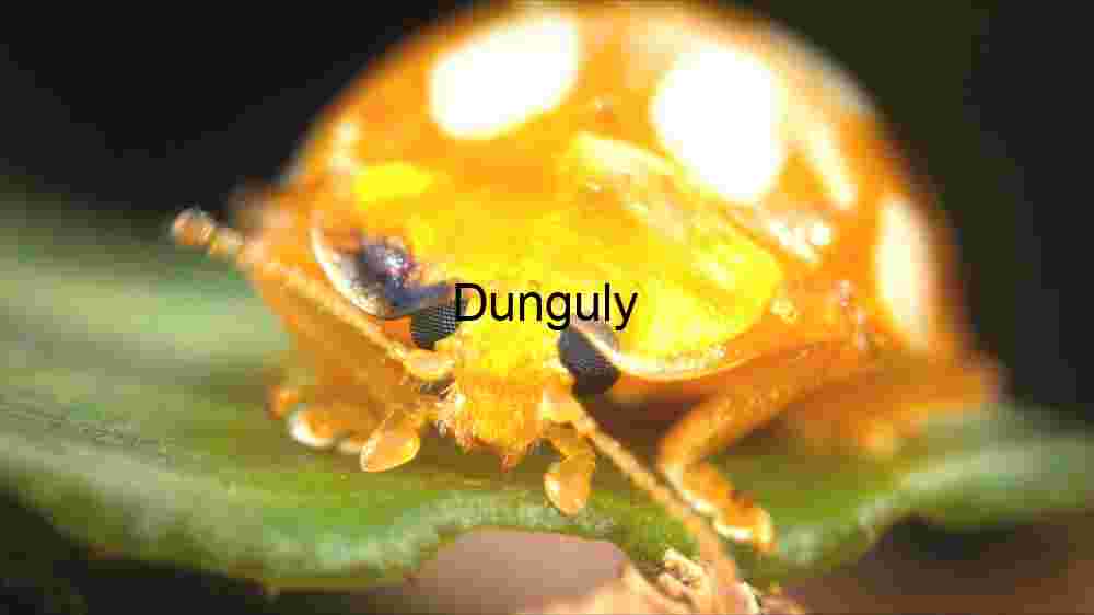 Macro Photography of a Golden Ladybug on a Leaf