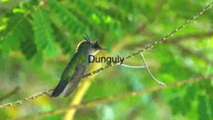 Emerald Crest: A Hummingbird’s Perch