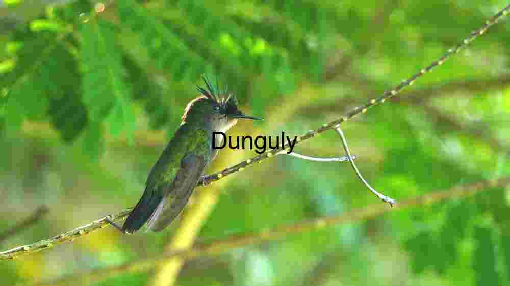 Emerald Crest: A Hummingbird’s Perch