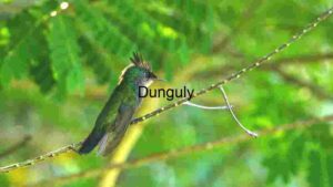 Emerald Splendor: A Hummingbird’s Quiet Moment