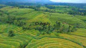 Verdant Terraced Rice Fields in Tropical Landscape