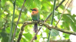 Vibrant Broad-billed Motmot in Natural Habitat