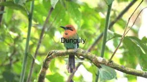 Vibrant Solitude: A Broad-billed Motmot in its Natural Habitat