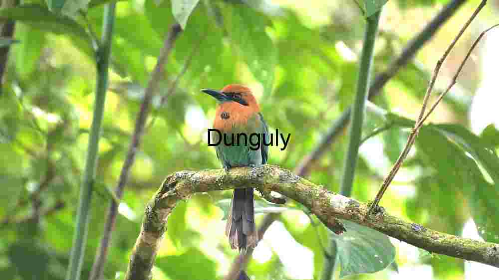 Vibrant Solitude: A Broad-billed Motmot in its Natural Habitat