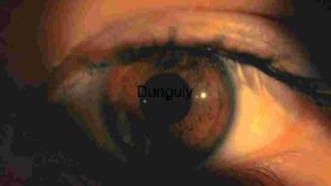 The Window to the Soul: A Close-Up of the Human Eye