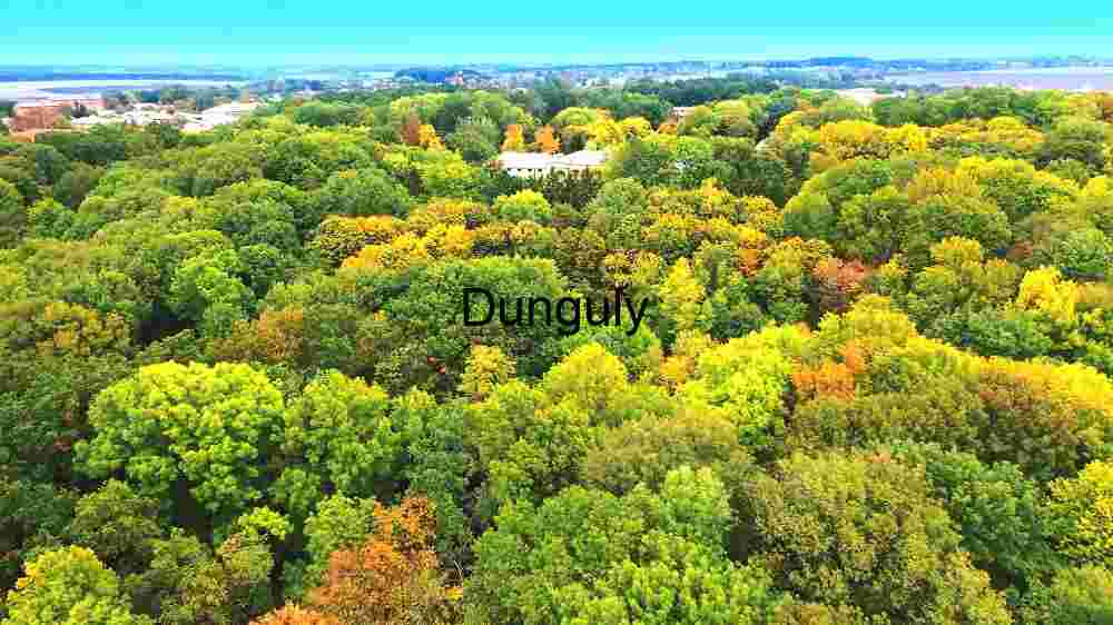 Aerial View of Autumn Forest