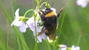 Bumblebee’s Delicate Dance with White Blossoms