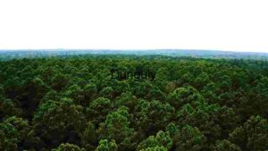 Expansive Forest Canopy