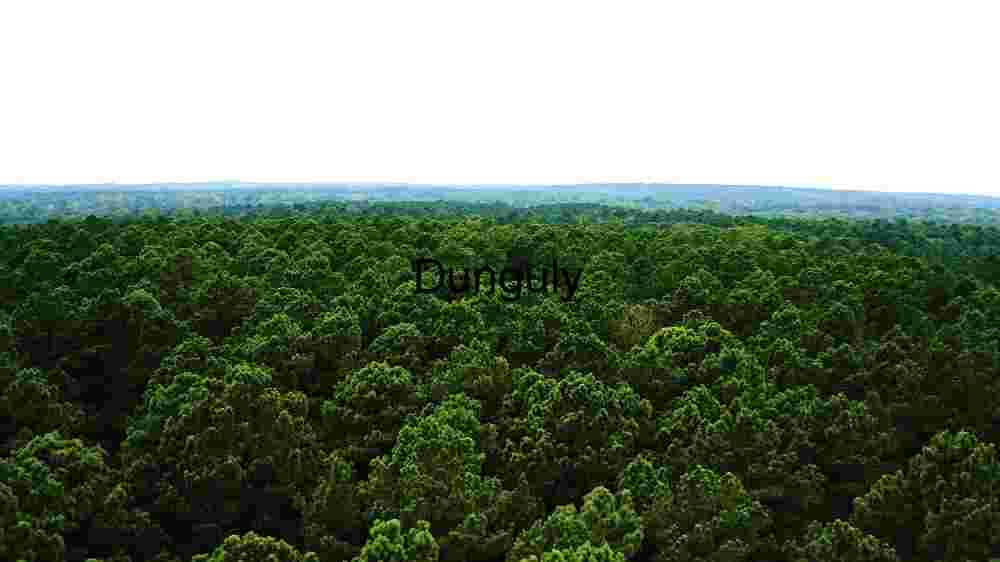 Expansive Forest Canopy