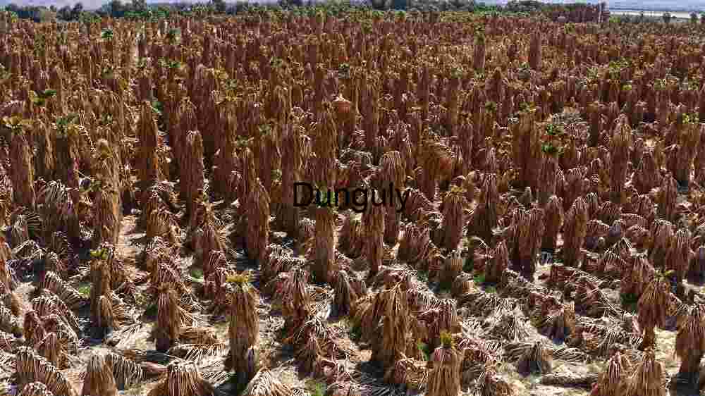 Harvested Field Under Blue Sky