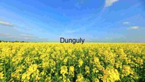 Golden Splendor: A Vast Canola Field Under a Clear Blue Sky