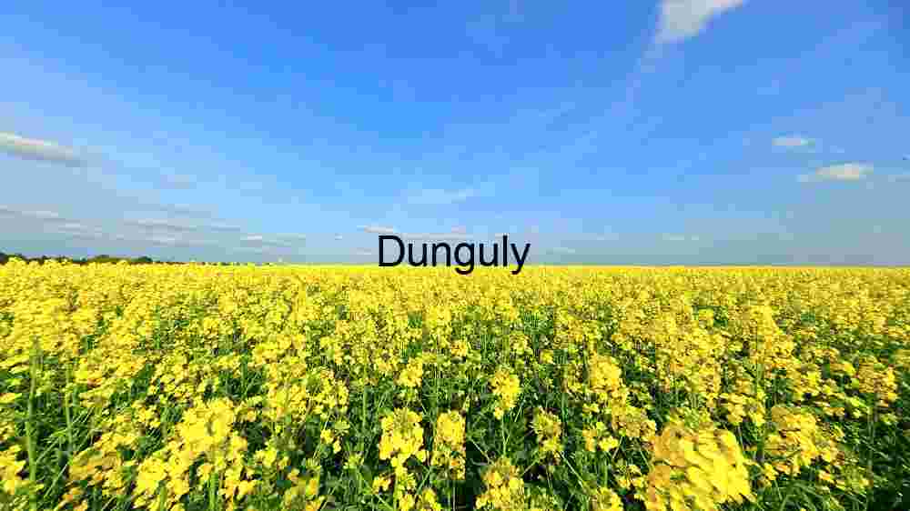 Golden Splendor: A Vast Canola Field Under a Clear Blue Sky