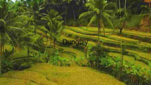 Terraced Rice Fields in Tropical Landscape