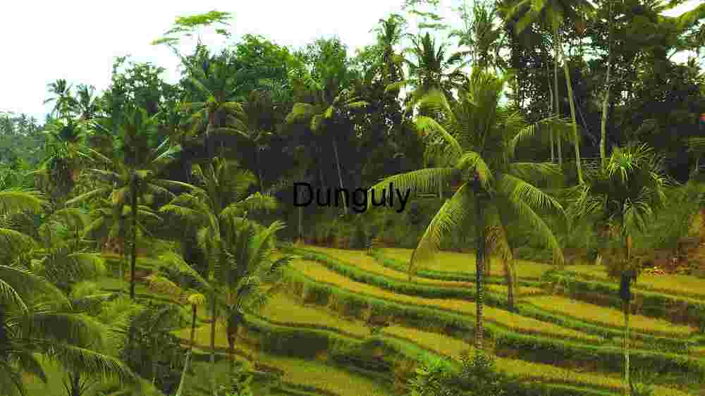 Lush Greenery of Terraced Rice Fields