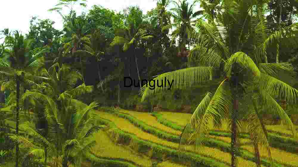 Lush Greenery of Terraced Rice Fields