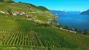 Lush Vineyards by the Lake