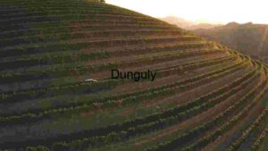 Serene Sunset Over Vineyard Hills