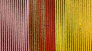 Vibrant Spectrum: A Study in Textured Color Bands