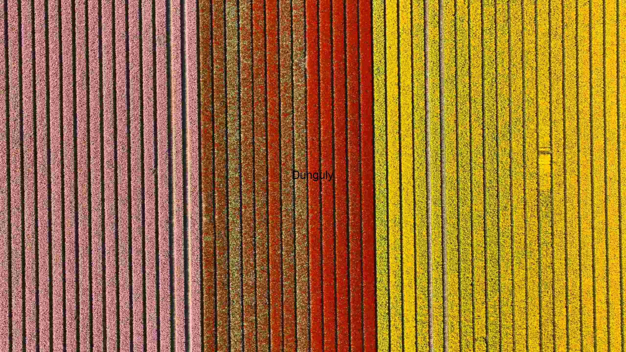 Vibrant Spectrum: A Study in Textured Color Bands